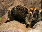 Brachyphelma smithi